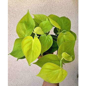 Philodendron hederaceum 'Lemon Lime' 12 cm