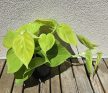 Philodendron hederaceum 'Lemon Lime' 12 cm