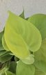 Philodendron hederaceum 'Lemon Lime' 12 cm
