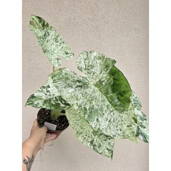 Alocasia macrorrhoza Splash - Elefántfül 15 cm