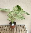 Alocasia macrorrhoza Splash - Elefántfül 15 cm