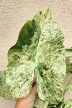 Alocasia macrorrhoza Splash - Elefántfül 15 cm
