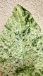Alocasia macrorrhoza Splash - Elefántfül 15 cm