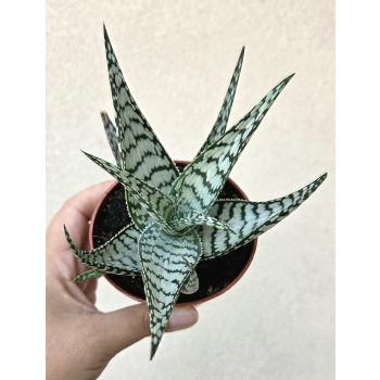 Aloe 'Blizzard'