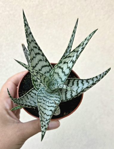 Aloe 'Blizzard'