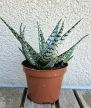 Aloe 'Blizzard'