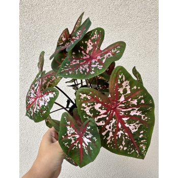 Caladium Carolyn Whorton 13 cm