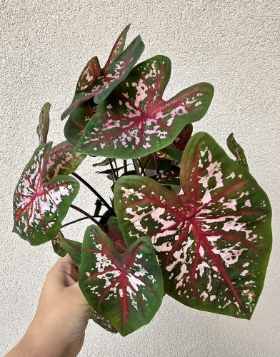 Caladium Carolyn Whorton 13 cm