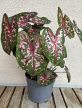 Caladium Carolyn Whorton 13 cm