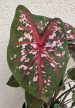 Caladium Carolyn Whorton 13 cm