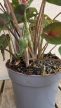Caladium Carolyn Whorton 13 cm