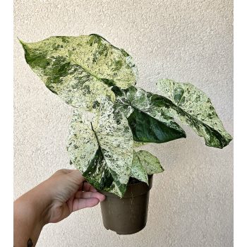 Alocasia odora 'Batic Variegata' 10 cm