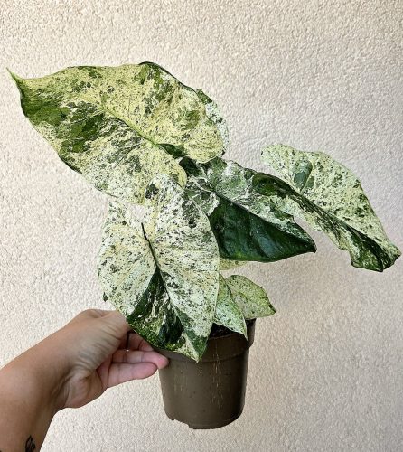 Alocasia odora 'Batic Variegata' 10 cm