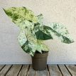 Alocasia odora 'Batic Variegata' 10 cm