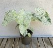Alocasia odora 'Batic Variegata' 10 cm