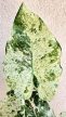Alocasia odora 'Batic Variegata' 10 cm