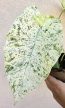 Alocasia odora 'Batic Variegata' 10 cm