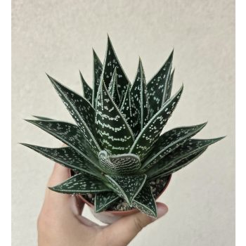 Aloe Tiki Tahi 9 cm