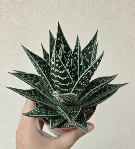 Aloe Tiki Tahi 9 cm