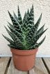 Aloe Tiki Tahi 9 cm