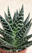 Aloe Tiki Tahi 9 cm