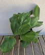 Scindapsus 'Rubicon' 12 cm