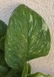 Scindapsus 'Rubicon' 12 cm