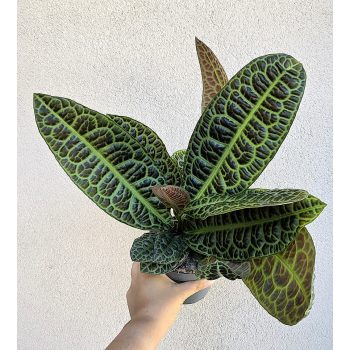 Labisia obtusifolia Kura Kura 13 cm
