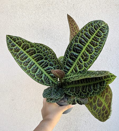 Labisia obtusifolia Kura Kura 13 cm