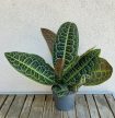 Labisia obtusifolia Kura Kura 13 cm