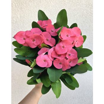 Euphorbia Tiara 'Charlotte' 12 cm