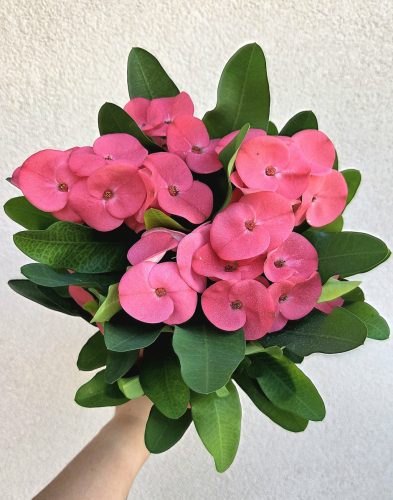 Euphorbia Tiara 'Charlotte' 12 cm