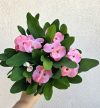 Euphorbia Tiara 'Charlotte' 12 cm