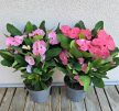 Euphorbia Tiara 'Charlotte' 12 cm