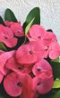 Euphorbia Tiara 'Charlotte' 12 cm