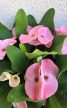 Euphorbia Tiara 'Charlotte' 12 cm