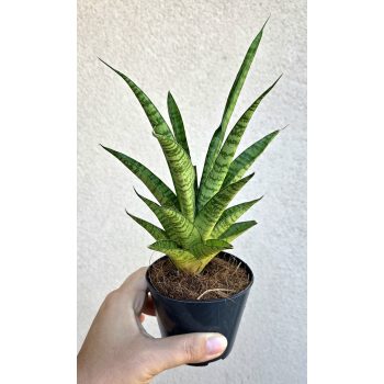 Sansevieria 'Tina Crown' 8.5 cm