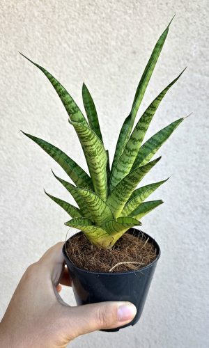 Sansevieria 'Tina Crown' 8.5 cm