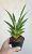 Sansevieria 'Tina Crown' 8.5 cm