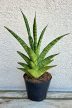 Sansevieria 'Tina Crown' 8.5 cm