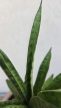 Sansevieria 'Tina Crown' 8.5 cm