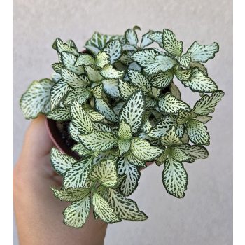   Fittonia 'White Forest Flame' - Hálóslevél 8.5 cm