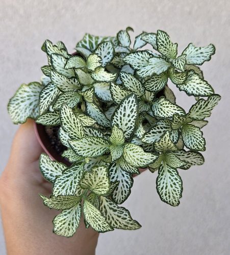 Fittonia 'White Forest Flame' - Hálóslevél 8.5 cm