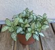 Fittonia 'White Forest Flame' - Hálóslevél 8.5 cm