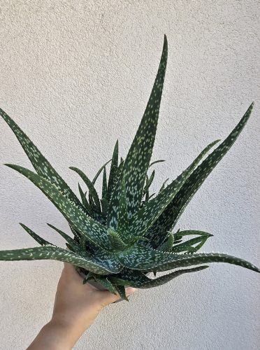 Aloe Vera