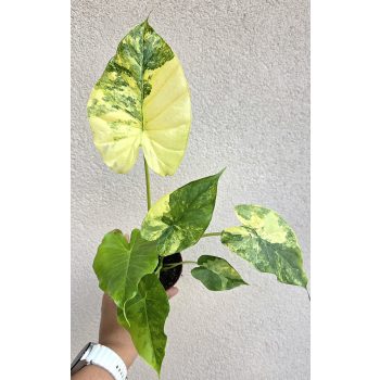Alocasia gageana Aurea 9 cm