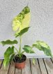 Alocasia gageana Aurea 9 cm