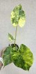 Alocasia gageana Aurea 9 cm
