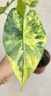 Alocasia gageana Aurea 9 cm