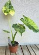 Alocasia gageana Aurea 9 cm